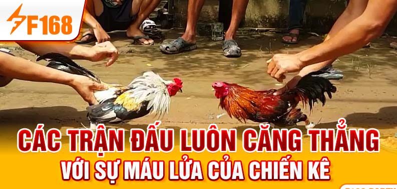 Các trận đấu luôn căng thẳng với sự máu lửa của chiến kê